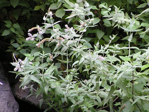 Mentha longifolia