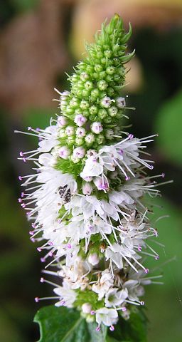 Mentha spicata