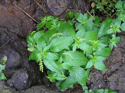 Mercurialis canariensis