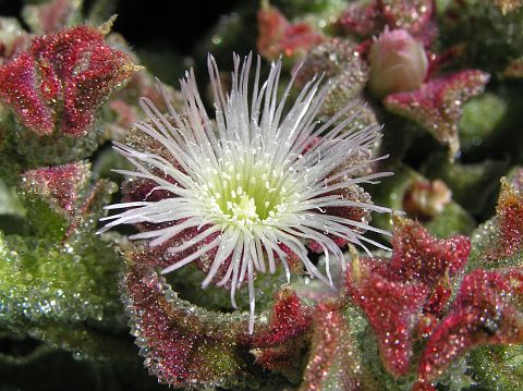 Mesembryanthemum crystallinum