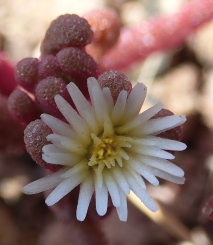 Mesembryanthemum nodiflorum