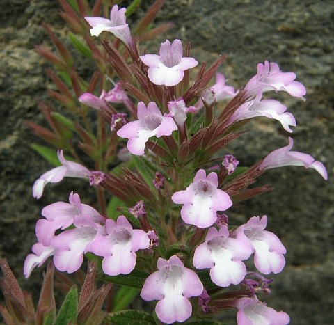 Micromeria helianthemifolia