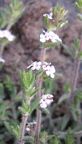 Micromeria herpyllomorpha