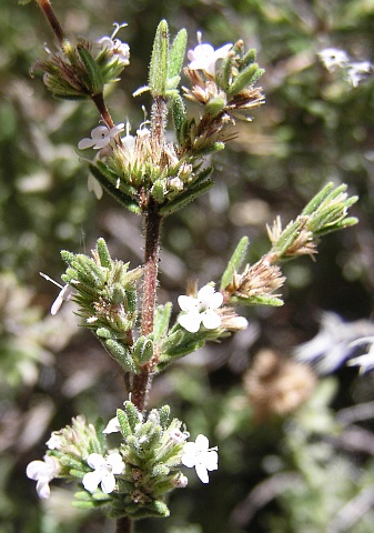 Micromeria lasiophylla