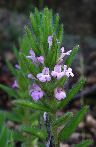 Micromeria pineolens