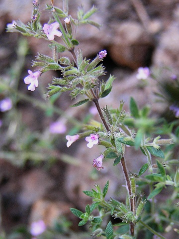 Micromeria teneriffae