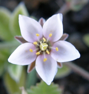 Minuartia geniculata