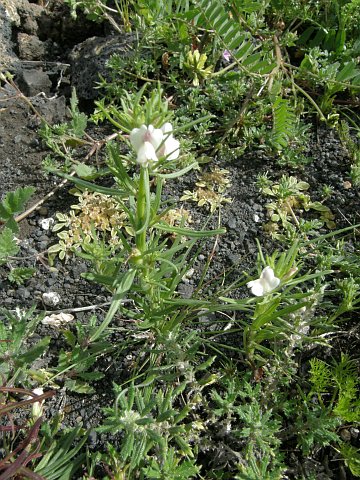 Misopates calycinum