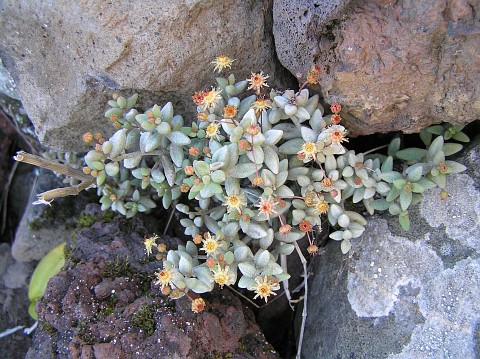 Monanthes laxiflora