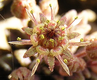 Flor de Monanthes muralis