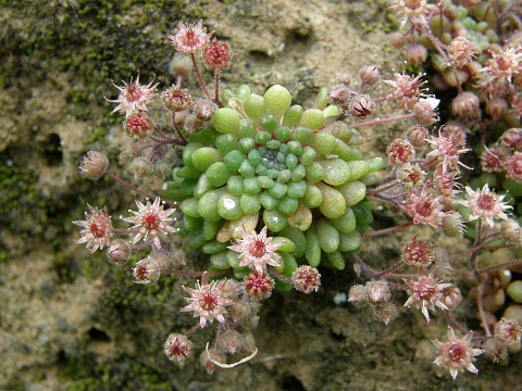 Monanthes wildpretii