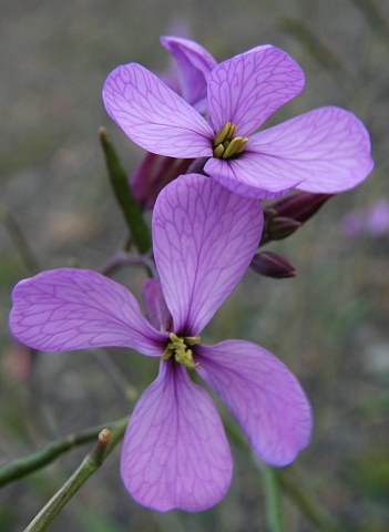 Moricandia arvensis