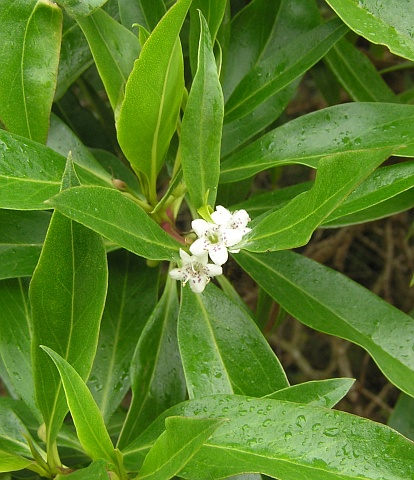 Myoporum laetum