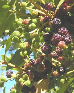 Frutos de Morella faya