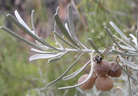 Neochamaelea pulverulenta