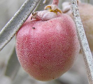 Neochamaelea pulverulenta