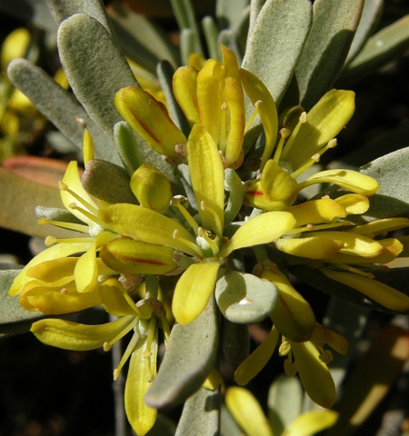 Neochamaelea pulverulenta