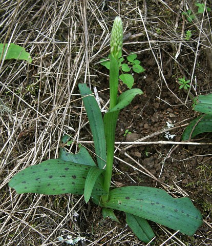 Neotinea maculata