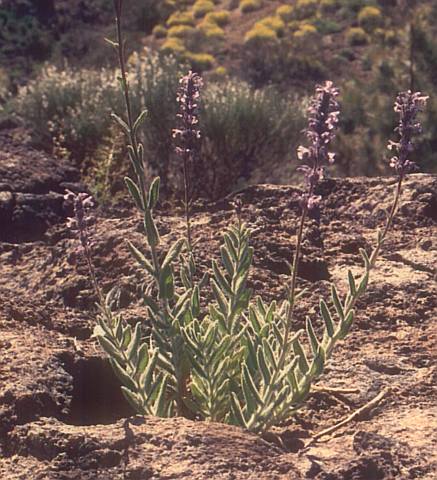 Nepeta teydea