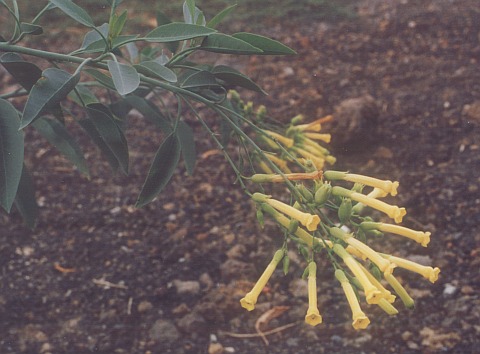 Nicotiana glauca