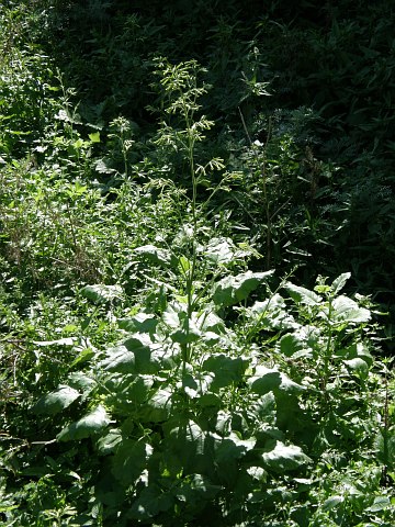 Nicotiana paniculata