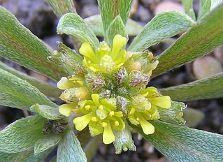 Flores y frutos de Notoceras bicorne