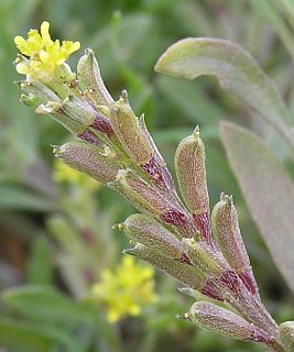 Frutos de Notoceras bicorne