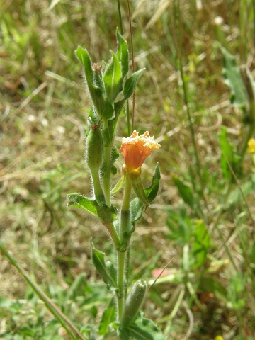 Oenothera indecora