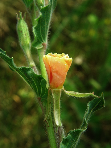 Oenothera indecora