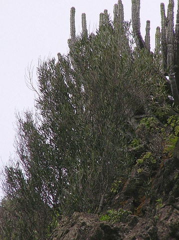 Olea cerasiformis