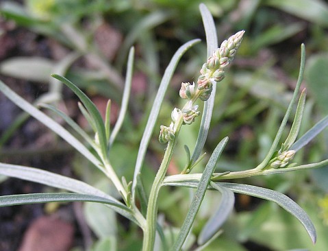 Oligomeris linifolia