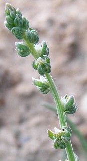 Flores de Oligomeris linifolia