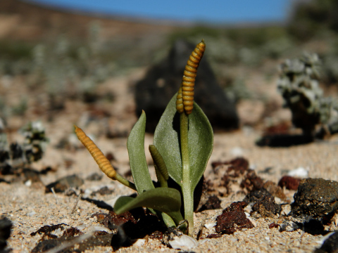 Ophioglossum
          polyphyllum