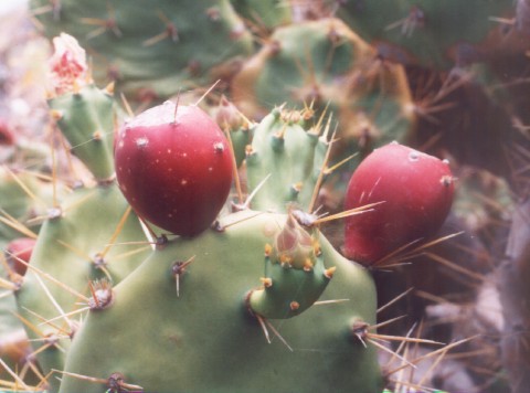 Opuntia dillenii