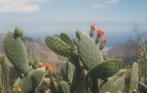 Opuntia maxima