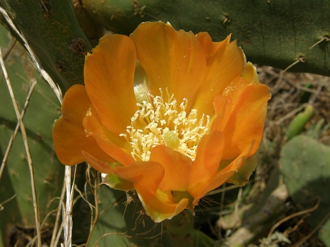 Detalle de la flor de Opuntia maxima