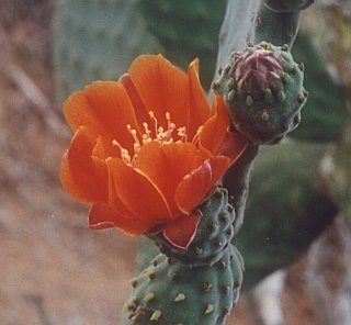 Detalle de la flor