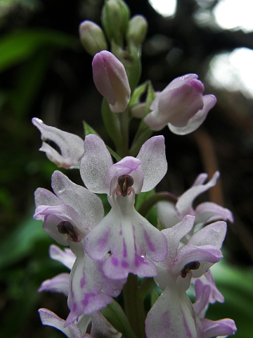 Orchis patens ssp.canariensis