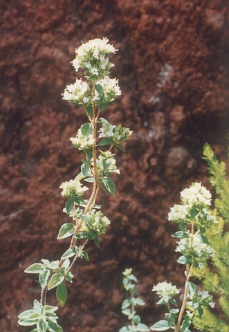 Origanum vulgare