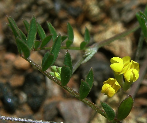 Ornithopus pinnatus