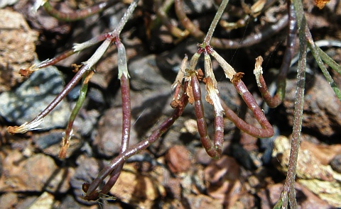 Frutos de Ornithopus pinnatus