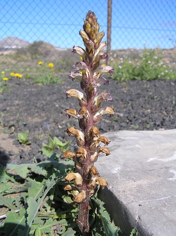 Orobanche cernua