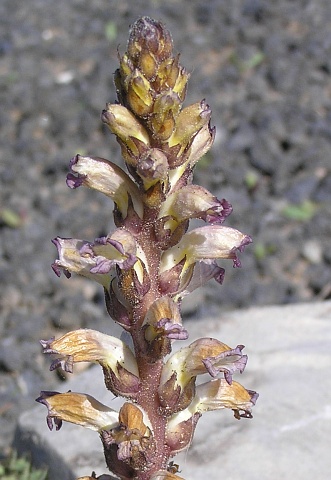 Orobanche cernua