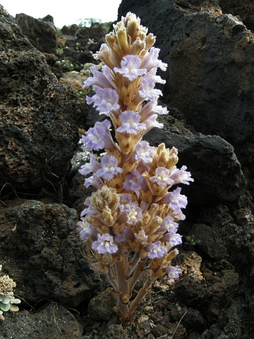 Orobanche gratiosa