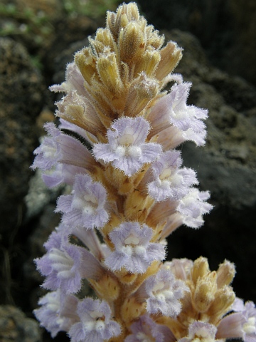 Phelipanche gratiosa