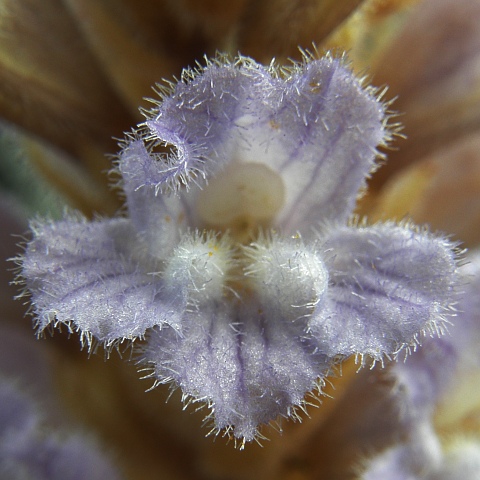 Flor de Phelipanche gratiosa