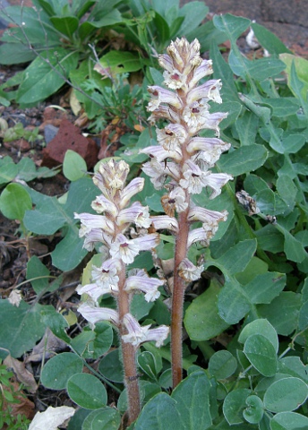 Orobanche minor