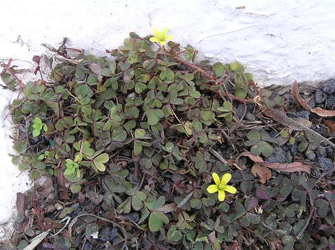 Oxalis corniculata