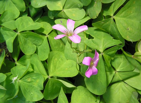 Oxalis corymbosa