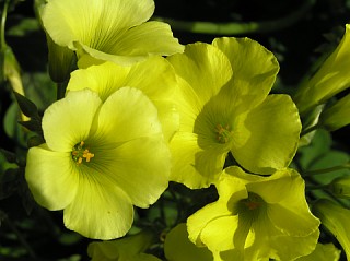 Detalle de la flor